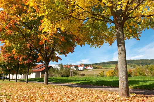 Maple trees in golden October