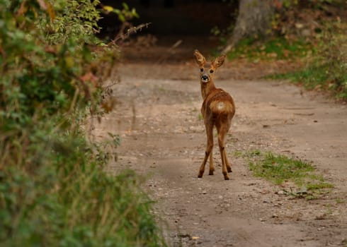 Deer on the Wayside 2
