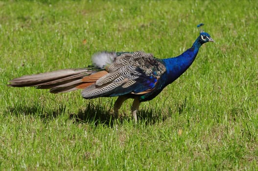 Blue Peacock,Pavo cristatus