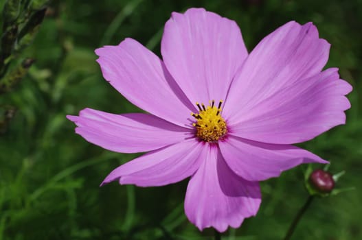 Cosmea,Cosmos bipinnatus,jewelry basket