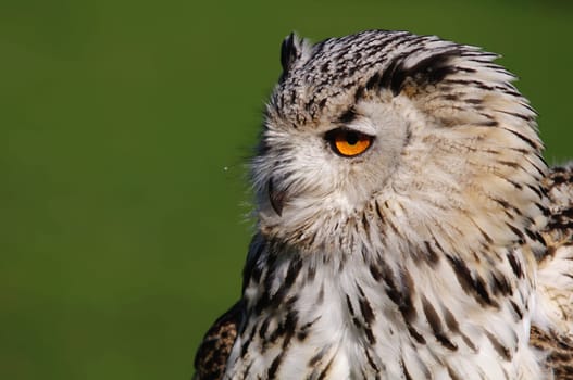 Bubo Bubo Sibiricus,Siberian Eagle Owl