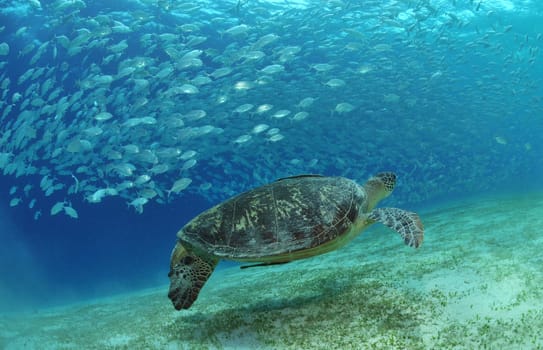 School of fish and green sea turtle at the Seegeaswiese