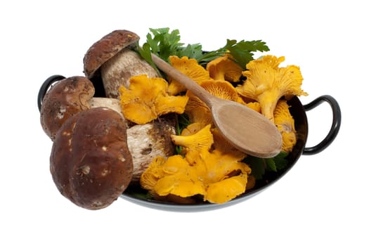 Fungi