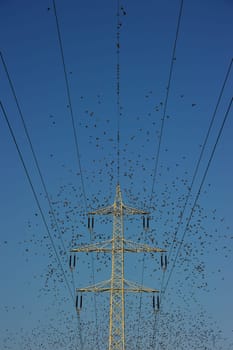 STARmast