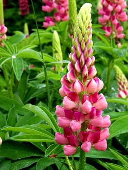 Pink Lupine