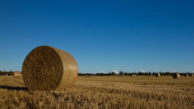 Grain field