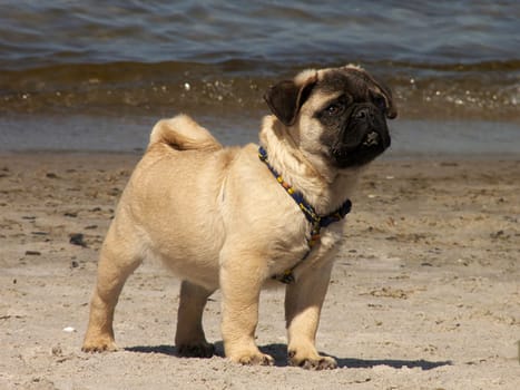 Pug by the sea