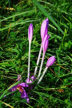 Autumn crocus