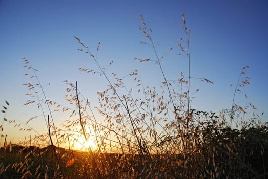 Tall Grass