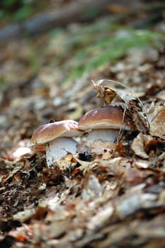 twins mushrooms