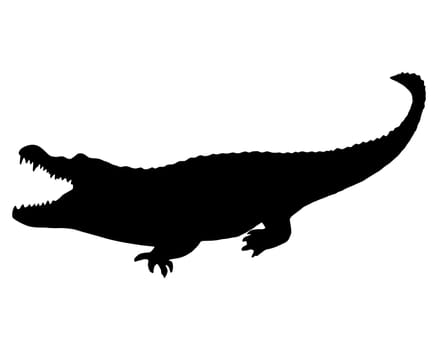 Alligator