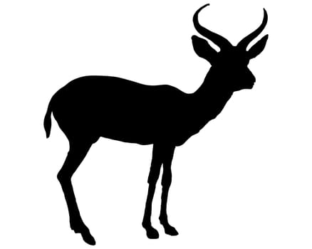 Antelope