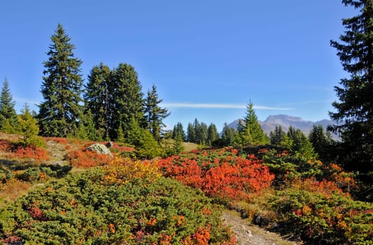Mountain Autumn