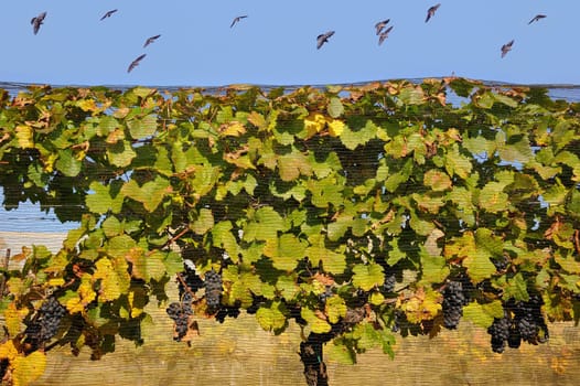 The Winegrower's Sorrow