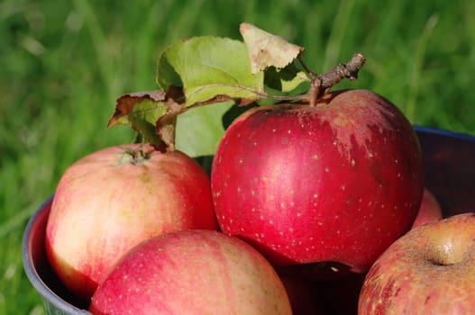 Apples in a bucket