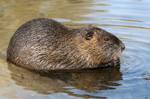Beaver rat,Myocastor coypus