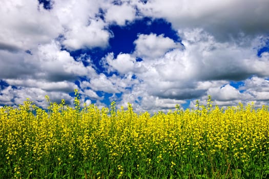 Canola field