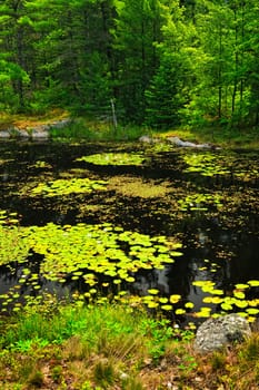 Lily pads on lake