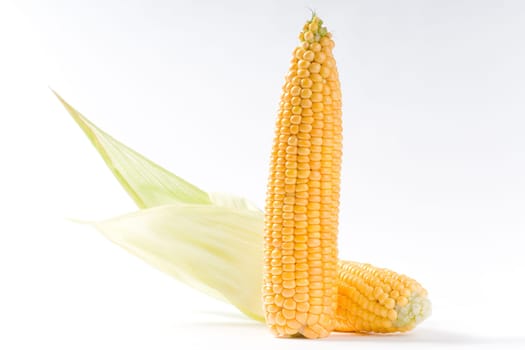 corncob
