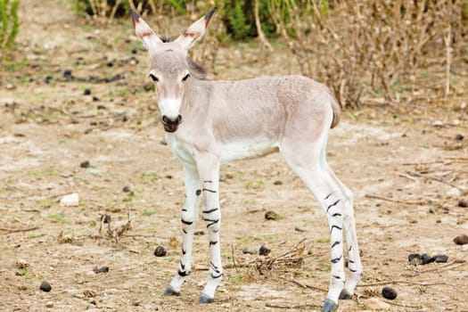 Jackass baby in nature