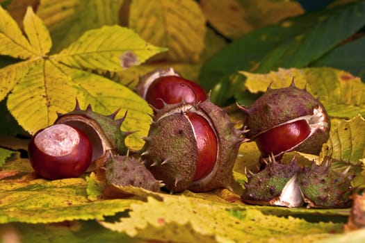 Chestnuts in Autumn XV