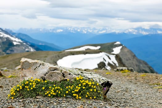 Alpine meadow in Jasper National Park