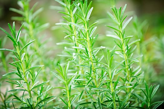 Rosemary herb plants