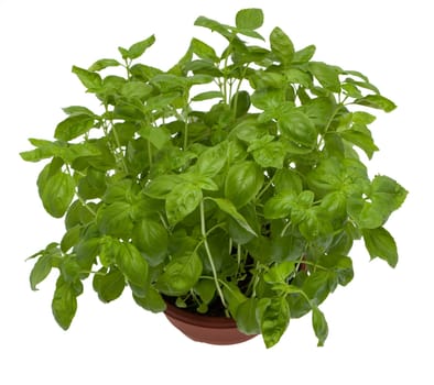 Basil