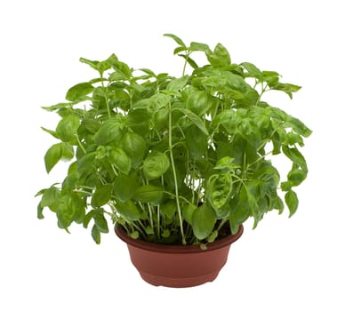 Basil