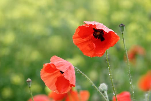 Poppies after rain