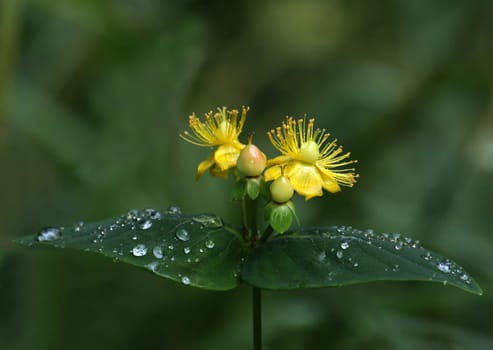 Autumn Blossom