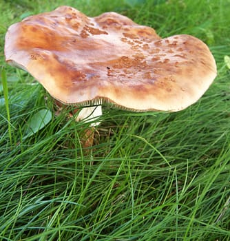 fly agaric