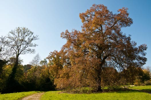 Old lime tree (Tilia cordata)