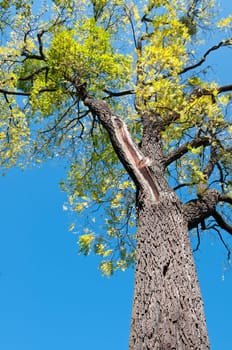 Old Walnut Tree Portrait