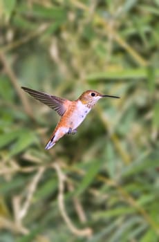 Humming bird