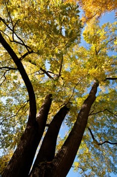 Tree in autumn foliage in portrait format