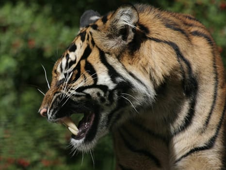 Showing teeth