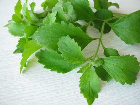 A bunch of stevia