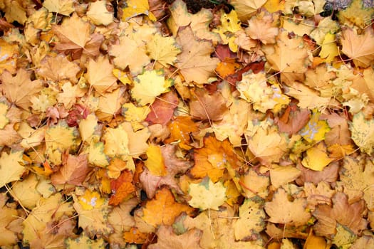 Maple Foliage Background