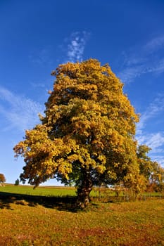 Deciduous tree.......