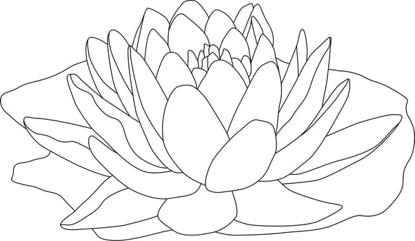 waterlilly