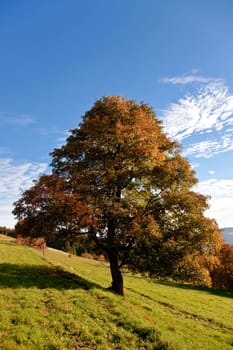 Deciduous tree.....