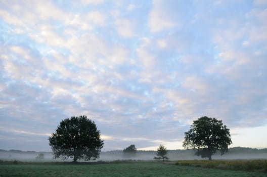 Early morning fog on a meadow