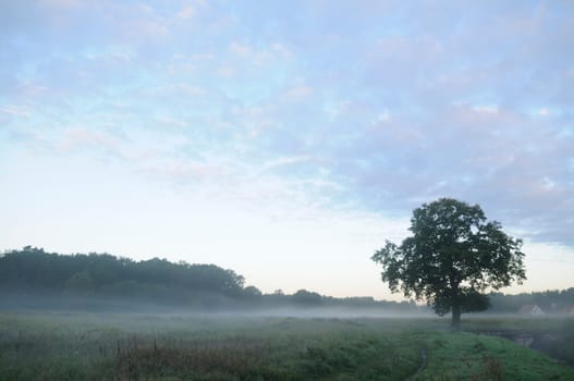 Early morning fog on a meadow