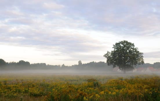 Early morning fog on a meadow