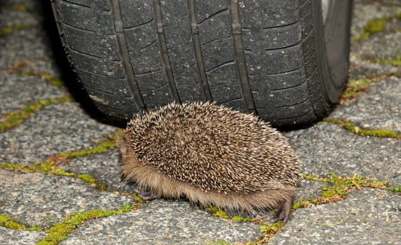 Beware of hedgehogs