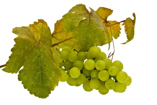 Grapes............