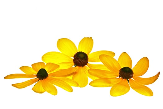 Coneflower....