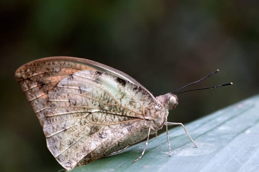 Hebomoia glaucippe