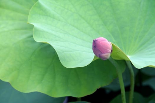 lotus flower blossom